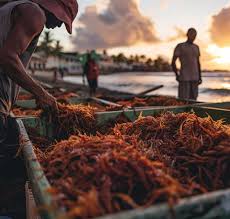 St.Lucia Premium Sea Moss – Wholesale ...